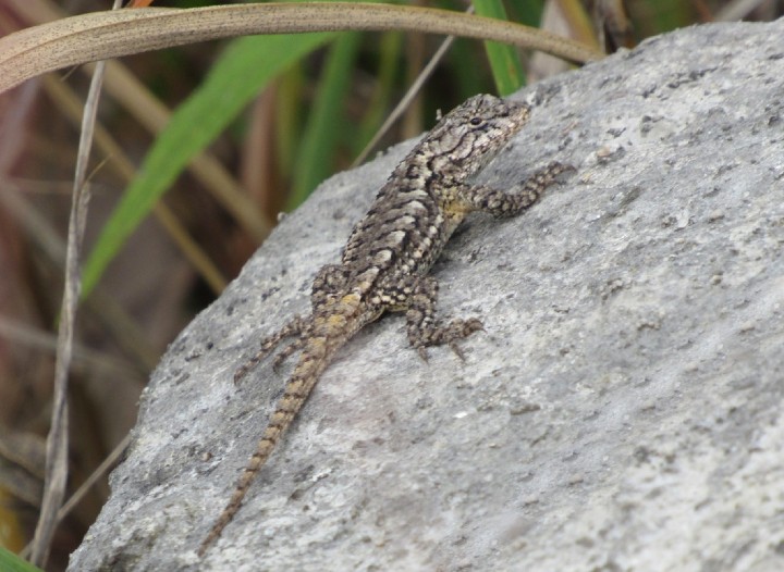 Eastern Fence Lizard